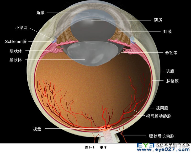 眼球解剖图