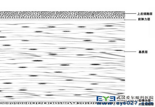 角膜的组织学图